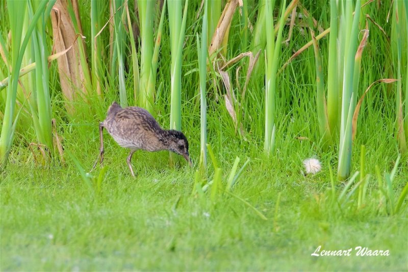 Vattenrall / Water Rail