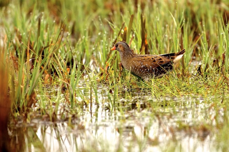 Smflckig Sumphna / Spotted Irake