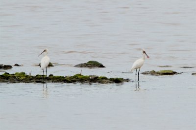 Eurasian Spoonbill-Skedstork.