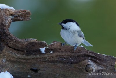 Talltita / Willow Tit