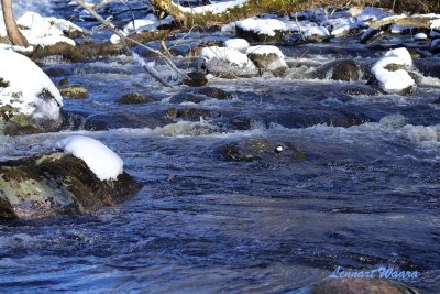 Strmstarens habitat / White-throated Dipper