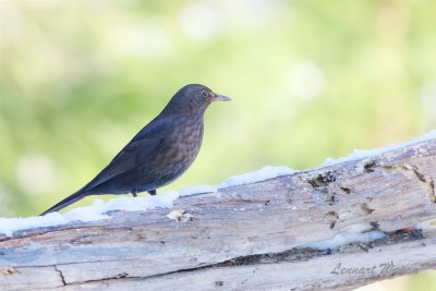 Koltrast / Common Blackbird / Hona / Female