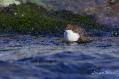 Strmstare / White-throated Dipper