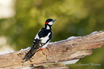 Strre hackspett / Great Spotted Woodpecker