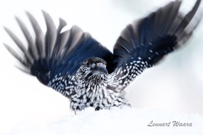 Ntkrka / Spotted Nutcracker