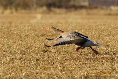 Grgs / Greylag Goose 