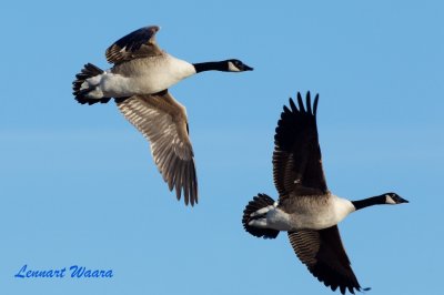 Kanadags / Canada Goose