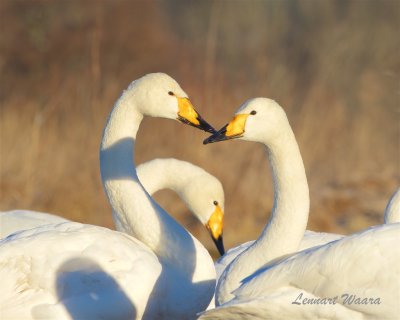 Sngsvan / Whooper Swan