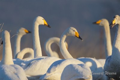 Sngsvan / Whooper Swan