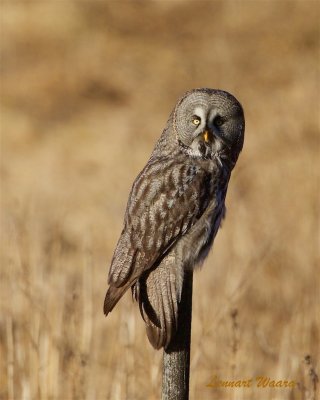 Lappuggla / Great grey owl