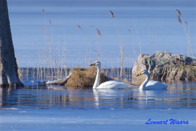 Sngsvan / Whooper Swan