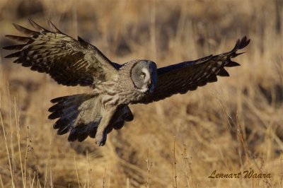 Lappuggla / Great grey owl