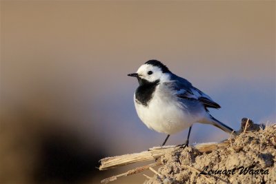 Sdesrla / White Wagtail