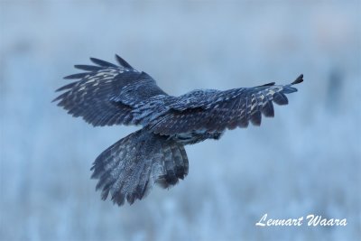 Lappuggla / Great grey owl / Looking for prey.