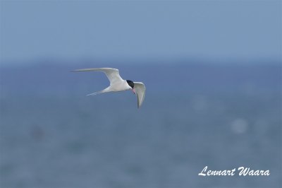 Fisktrna / Common Tern