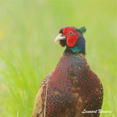 Fasan / Common Pheasant / male