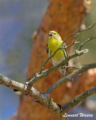 Gulhmpling / European Serin