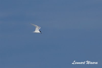 Kentsk trna / Sandwich Tern