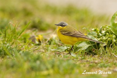 Gulrla / Yellow Wagtail (flava)