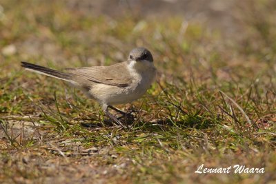 rtsngare/ Lesser Whitethroats