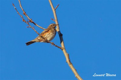 Rdvingetrast / Redwing