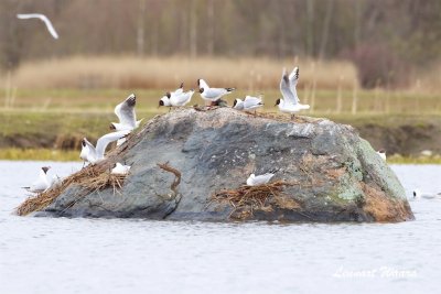 Skrattms / Black-headed Gull