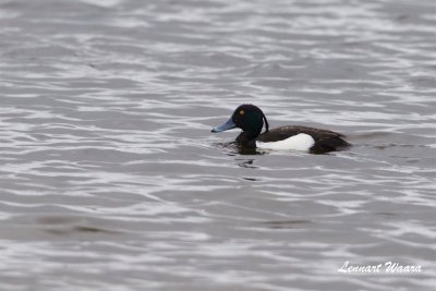 Vigg / Tufted Duck