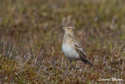 Snglrka / Eurasian Skylark