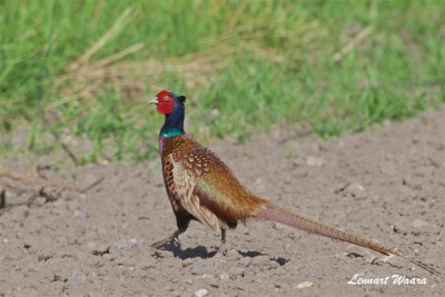 Fasan / Common Pheasant / male