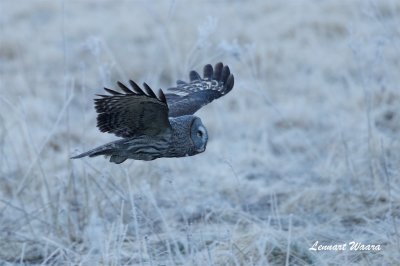 Lappuggla / Great grey owl  