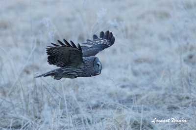 Lappuggla / Great grey owl