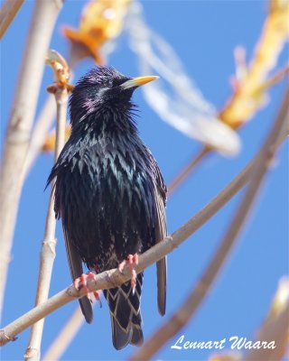 Stare / Common starling
