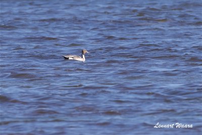 Stjrtand / Northern Pintail / male