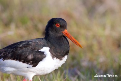 Strandskata / Eurasian Oystercatcher