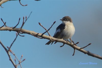 Svartvit flugsnappare / European Pied Flycatcher male