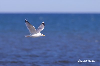 Grtrut / Herring Gull