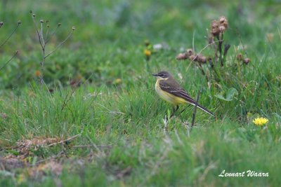 Gulrla / Yellow Wagtail