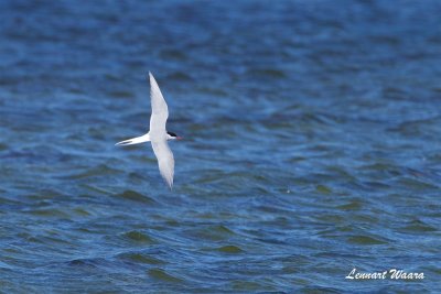 Silvertrna / Arctic Tern