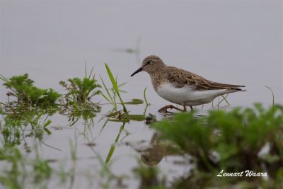 Småsnäppa / Little Stint