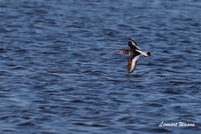 Strandskata / Eurasian Oystercatcher