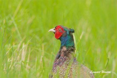 Fasan / Common Pheasant / male