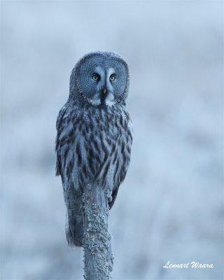 Lappuggla / Great grey owl