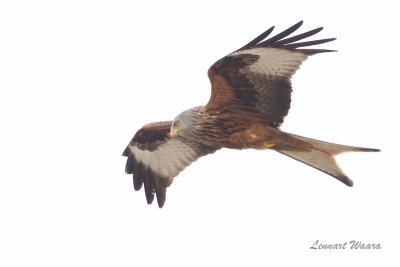 Rd glada / Red Kite