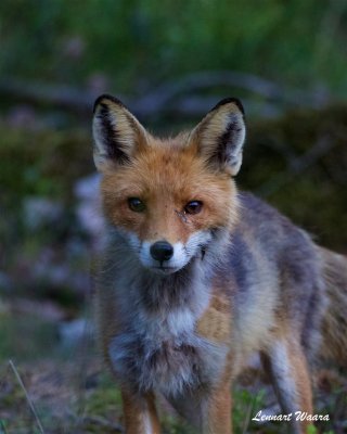 Rdrv, unge / Fox youth