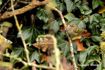 Bergstaigasngare / Humes Leaf Warbler