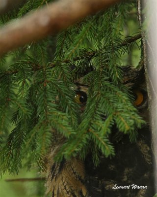 Berguv / Eurasian Eagle Owl