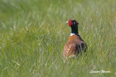 Fasan / Common Pheasant / male