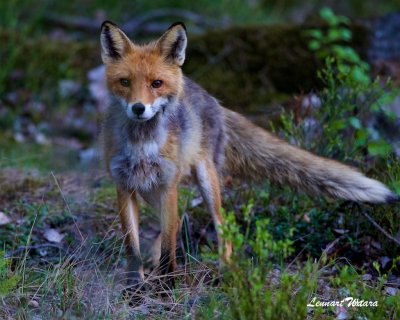 Rv unge / Fox youth