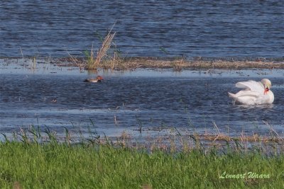 Rdhuvad dykand / Red-crested Pochard