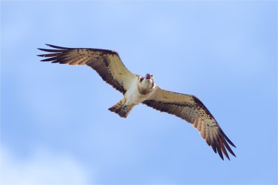 Fiskgjuse / Osprey / Female